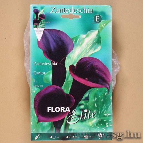 K�la / Cantor / 1db