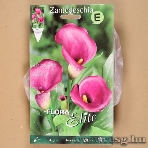 K�la / Violet / 1db