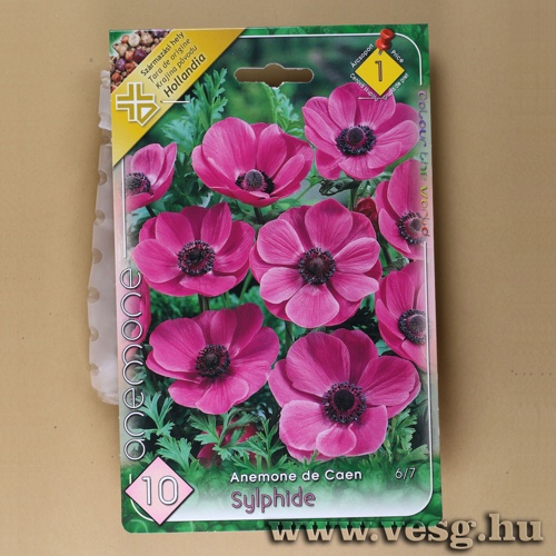 Koron�s Szell�r�zsa - Sylphide 10 db