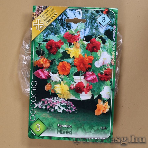 Begónia / Csüngő - Színkeverék / 3db