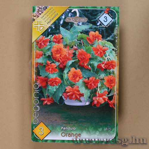 Begónia / Csüngő - Narancs / 3db
