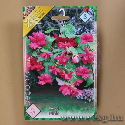Begónia / Csüngő - Rózsaszín / 3db