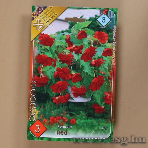 Begónia / Csüngő - Piros / 3db