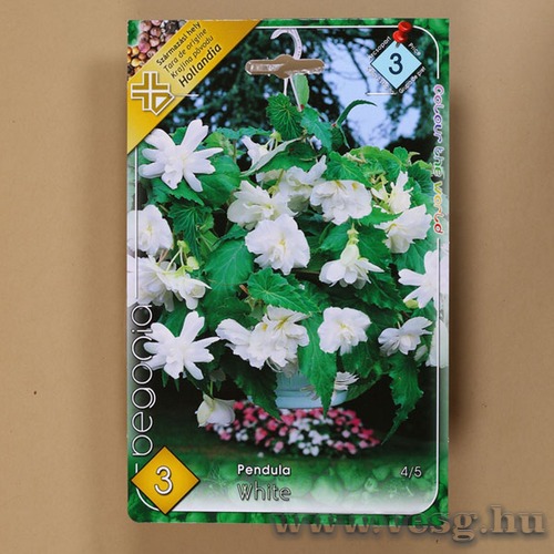 Begónia / Csüngő - Fehér / 3db