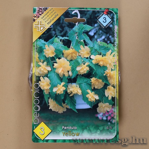 Begónia / Csüngő - Sárga / 3db