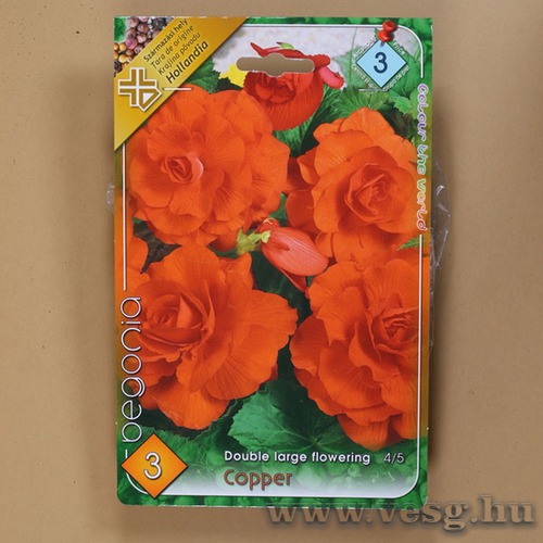 Begónia / Duplavirágú - Copper / 3db