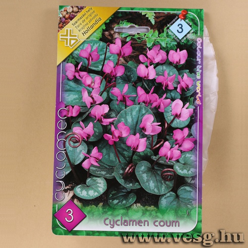 Cikl�men - Kereklevel� 3 db