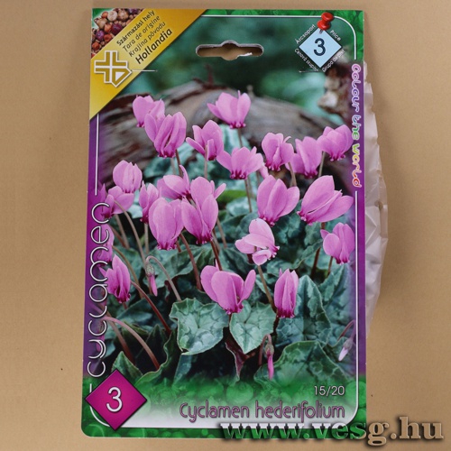 Cikl�men - Hederifolium 3 db