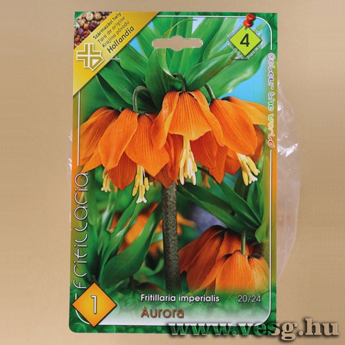 Császárkorona - Aurora 1 db