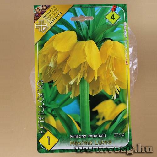 Császárkorona - Maxima Lutea 1 db