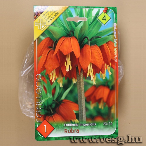 Császárkorona - Rubra  1 db