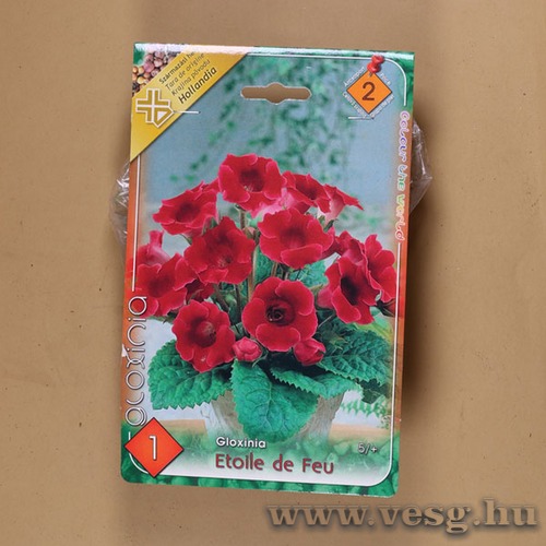 Gloxinia / Etoile de Feu / 1db