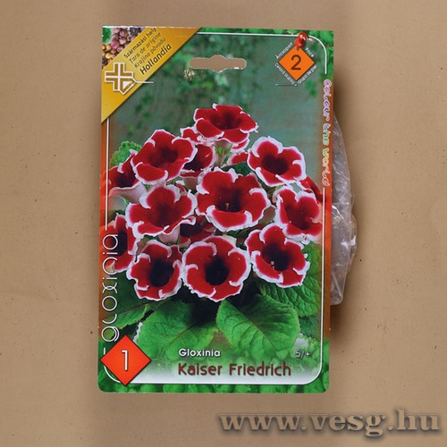 Gloxinia / Kaiser Friedrich / 1db