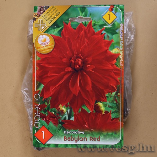 D�lia - Babylon Red 1 db
