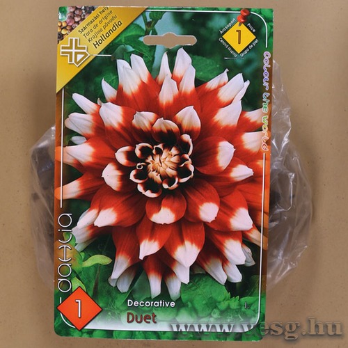 D�lia - Duet 1 db