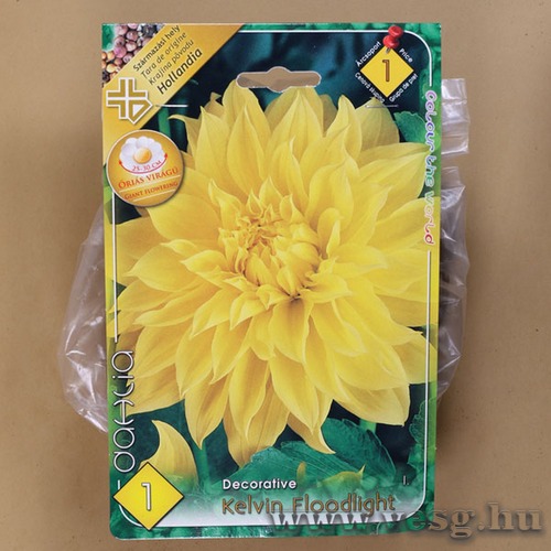 D�lia - Kelvin Floodlight 1 db