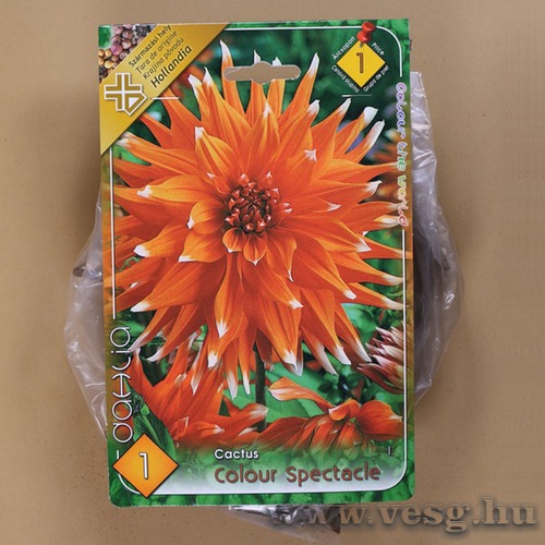 D�lia / Color Spectacle / 1db
