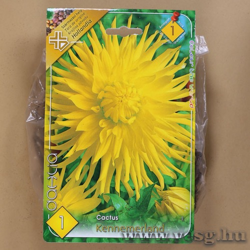 D�lia - Kennemerland 1 db