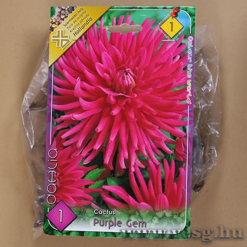 D�lia -  Purple Gem 1 db