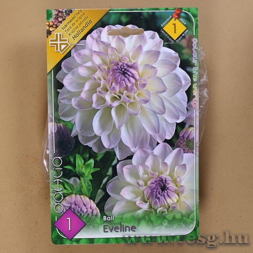 D�lia - Eveline 1 db