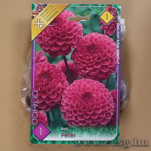 D�lia / Peter / 1db