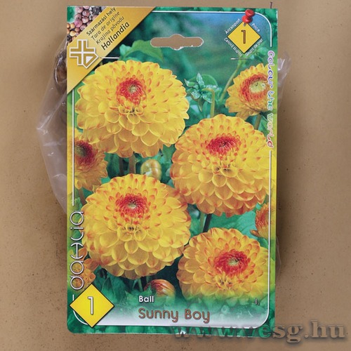 D�lia - Sunny Boy 1 db