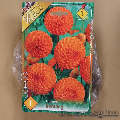 D�lia - Bantling 1 db