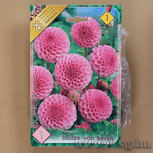 D�lia - Stolze Von Berlin 1 db