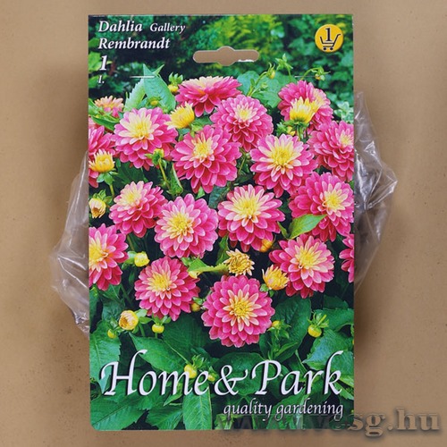 D�lia - Rembrendt 1 db