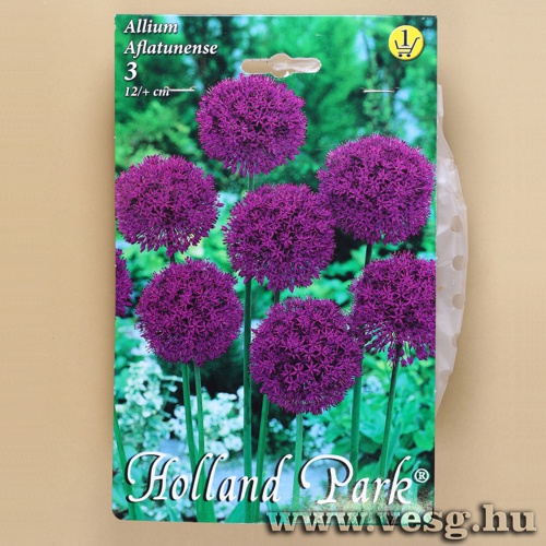 D�szhagyma - Aflatunense 3 db