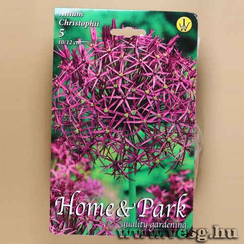 D�szhagyma - Christophii 5 db