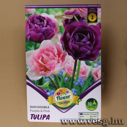 Tulip�n Duo Dupla - Purple and Pink 6 db
