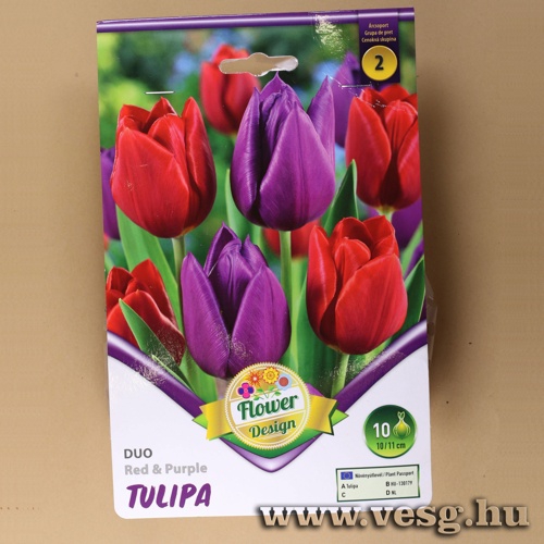 Tulip�n Duo - Red and Purple 6 db