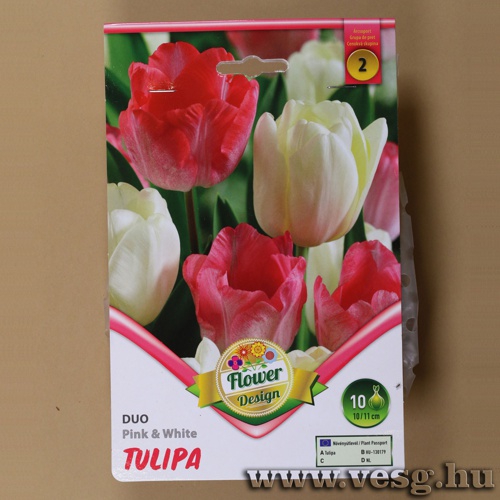 Tulip�n Duo - Pink and White 6 db