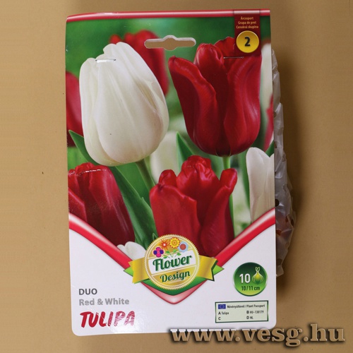 Tulip�n Duo - Red and White 6 db