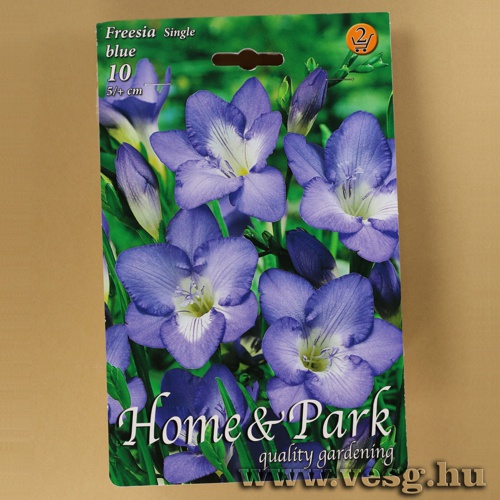 Frézia - Single - Kék 10 db