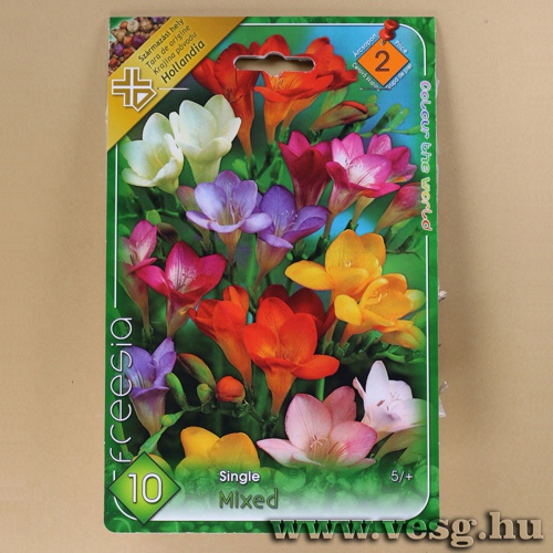 Frézia - Single - Színkeverék 10 db