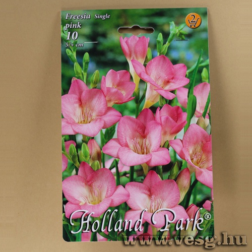 Frézia - Single - Rózsaszín 10 db