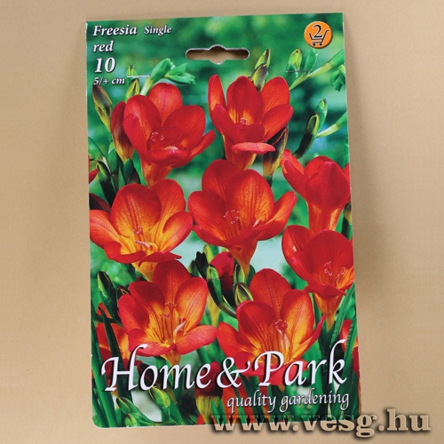 Frézia - Single - Piros 10 db