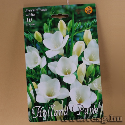 Frézia - Single - Fehér 10 db