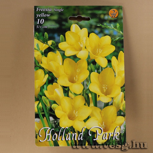 Frézia - Single - Sárga 10 db