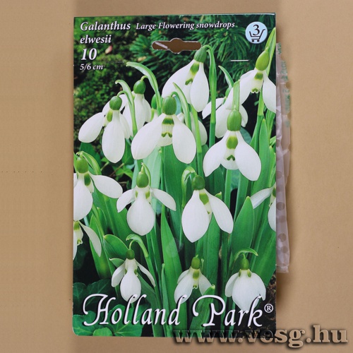 Hvirg - Elwesii 10 db