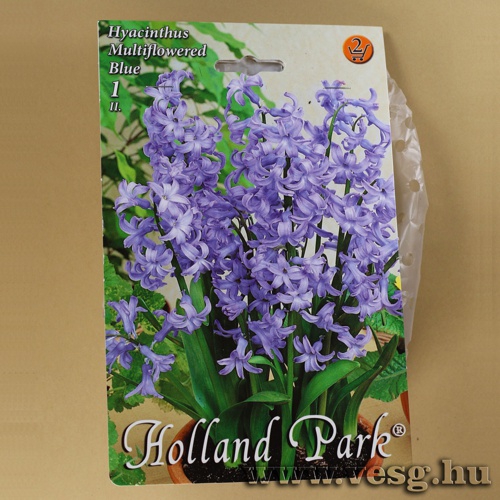 Csokros J�cint - K�k 1 db