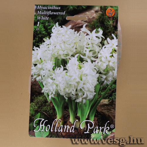 Csokros J�cint - Feh�r 1 db