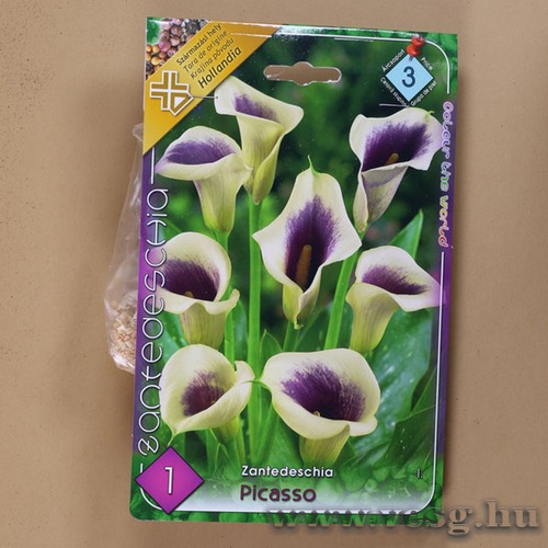 K�la / Picasso / 1db