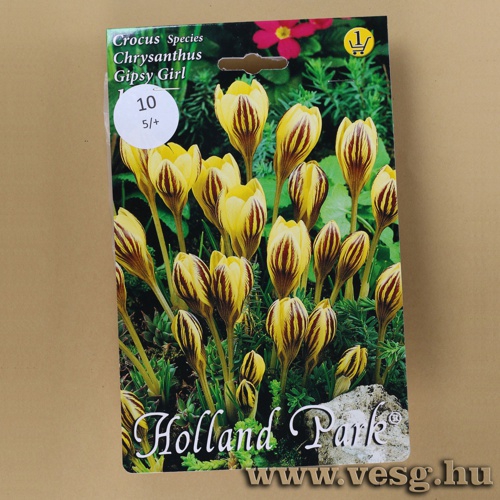 Krkusz - Gipsy Girl 10 db