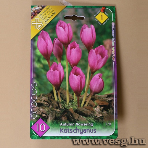 Krkusz - Kotschyanus 10 db