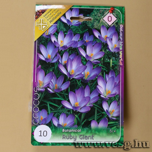 Kr�kusz - Ruby Giant 10 db