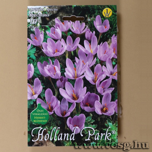 Krkusz - Speciosus 10 db