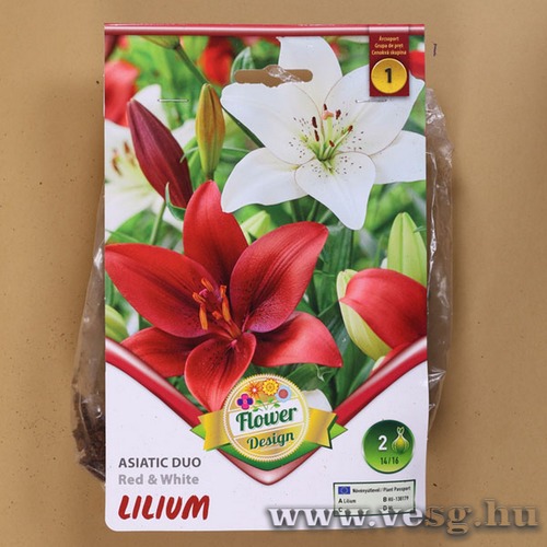Liliom Ázsiai Duo / Red and White / 2db